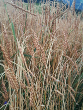 Lade das Bild in den Galerie-Viewer, Bio Dinkel Mehl fein, 1kg
