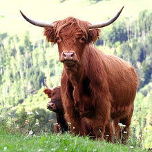 Lade das Bild in den Galerie-Viewer, Zetz Zottel - Bio Hochlandrind aus dem Almenland
